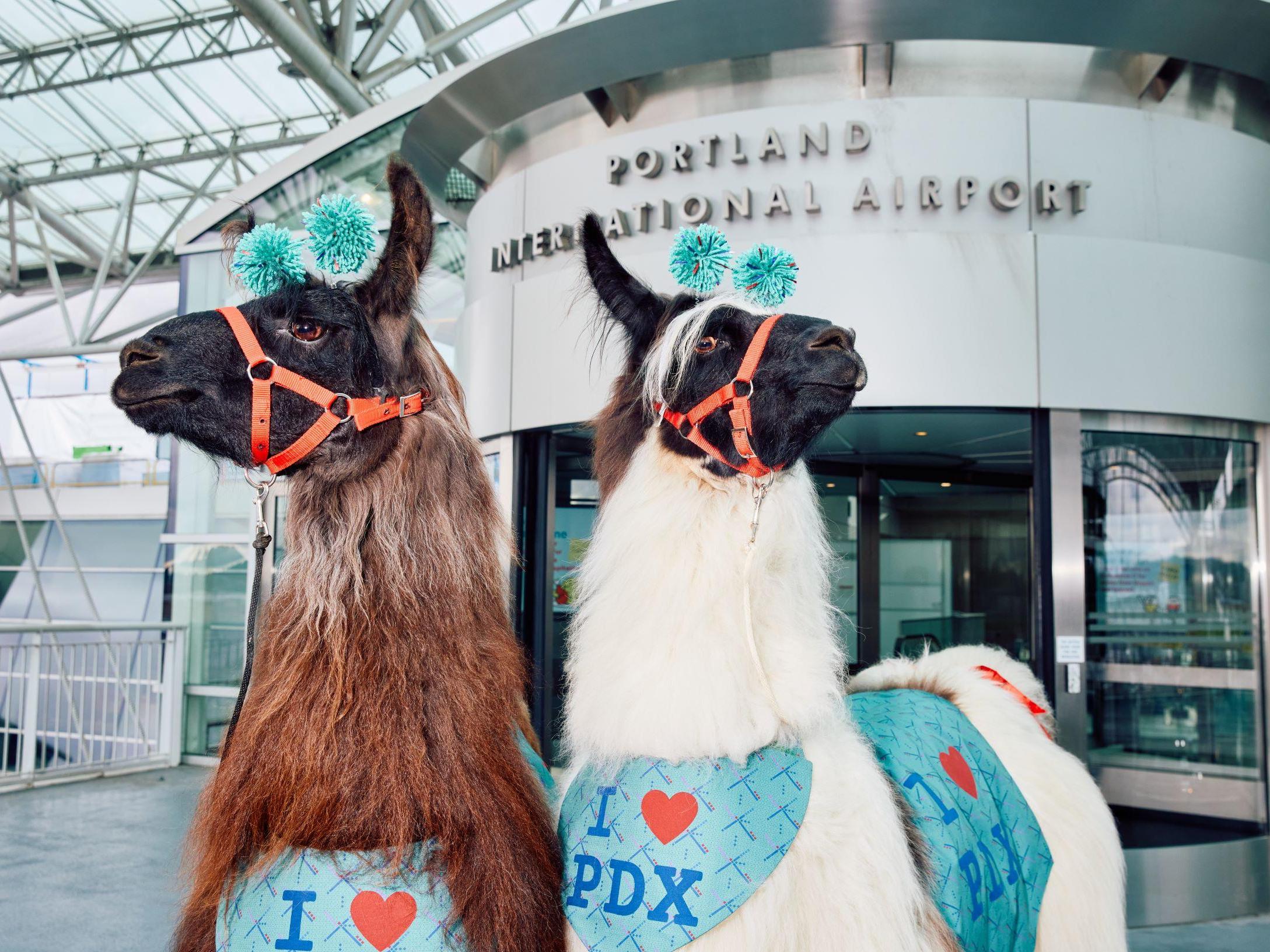 FlyPDX PDXPeople Celebrating PDX Volunteers During National 